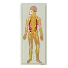 Sistema Didático Dos Nervoso Montado Em Prancha, Anatomia