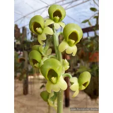 Orquidea Catassetun Sapatinho