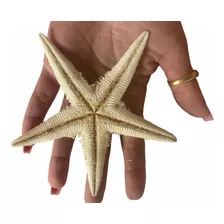 Estrela Do Mar Natural Dúzia