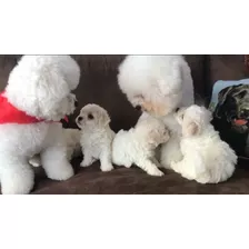 Cachorros Bichon Frise Full Pedigree Mascota Unicos De Casa