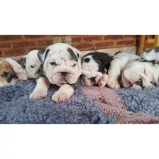 Bulldog Ingles Cachorros Con Pedigree 