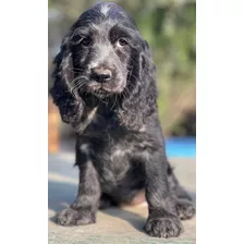 Cachorros Cocker Spaniel Ingles 