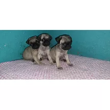 Perritas Pug 