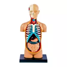 Modelo Anatómico Del Cuerpo Humano