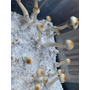 Primera imagen para búsqueda de kit para hongos
