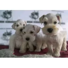 Cachorros Schnauzer Minitoy