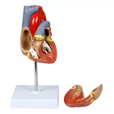 Vision Scientific Vac405-an Modelo De Corazon Humano De Tam