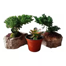 1 Suculenta Aeonium Kiwi + 2 Árboles Bonsai Juniperoriginal 