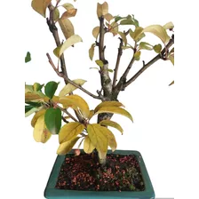 Planta Bonsai Pé De Maçã.fotos Reais.vaso De Porcelana .