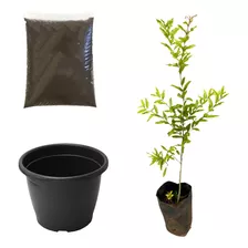 Muda De Romã Americana Kit Terra + Vaso Ideal P/ Apartamento