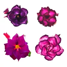 20 Sementes Rosa Do Deserto Roxas Azuladas Adenium Para Muda