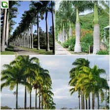 200 Sementes De Palmeira Imperial Limpas Para Jardim E Praça