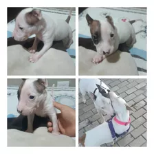 Bull Terrier 