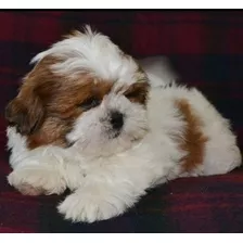 Shihtzu Auténticos Cachorros Vip