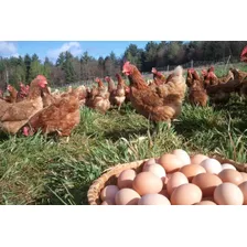 Alimento Gallinas Ponedoras Saco De 25 Kg