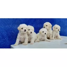 French Poodle Minitoy Ideales Para Lugares Pequeños 