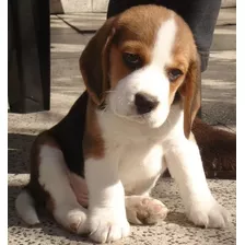 Cachorro Beagle Tricolor 016