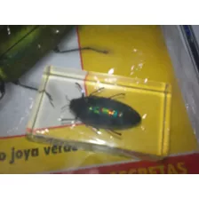 Revista Bichos Escarabajo Joya Verde