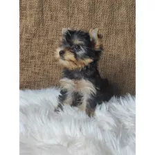 Yorkshire Terrier Cachorra Mini 