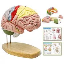 2023 Newest Human Brain Model For Neuroscience Teaching...