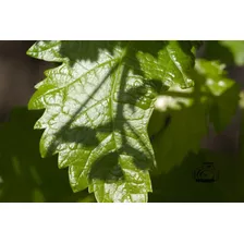 Fotografía Hoja De Una Parra 