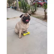 Pug Monta Servicio