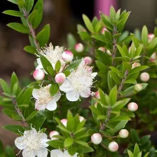 Planta De Mirto Aromaticas Decorativas Arbusto Jardin Maceta