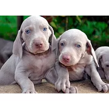 Weimaraner