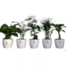 Plantas De Interior Mini Combos Con Maceta X 5 Uní. 