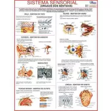 Mapa Gigante Do Sistema Sensorial Humano - Livro Para Estudos De Medicina Anatomia Enfermagem E Fisioterapia - Tamanho 120x90cm Dobrado - Equipe Multivendas