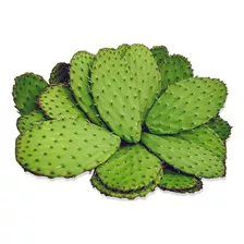 10 Pencas De Nopal Comestible-agroecologico