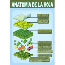 Poster Educativo Anatomía De La Planta A3+ Fotográfico