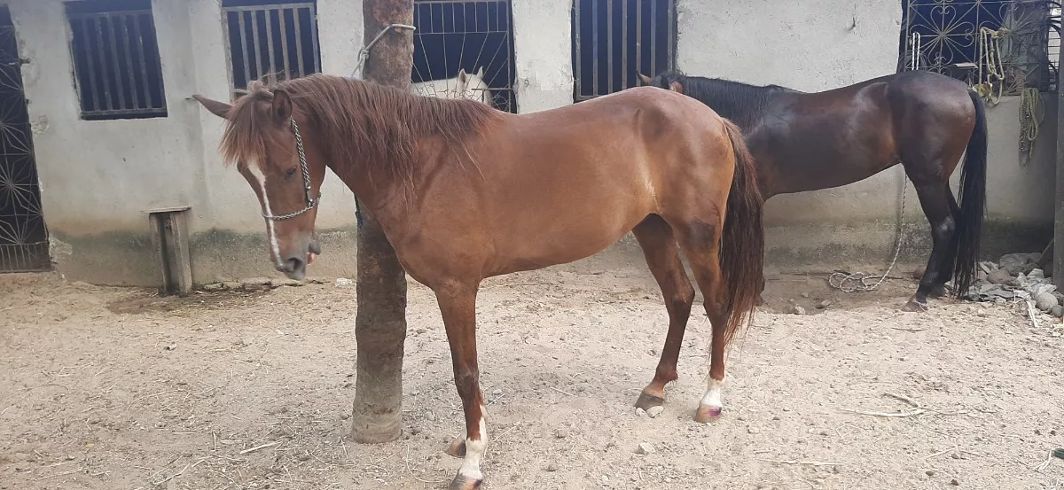 Égua Marchadeira - Cavalo