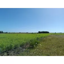 Chacra De 3 Hectáreas En Tala