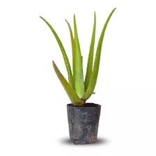 Muda De Babosa Aloe Vera Medicinal Barbadensis Miller