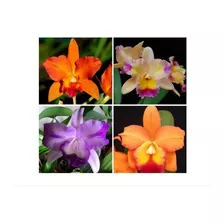 Kit 4 Mudas Corte Lindas Orquidea Cattleya Pronta Entrega