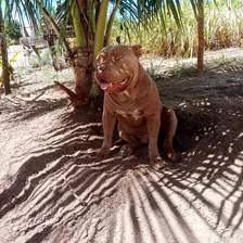 American Bully Filhotes