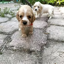 Coker Spaniel Inglés 