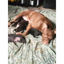 Cachorros Madre Pitbull