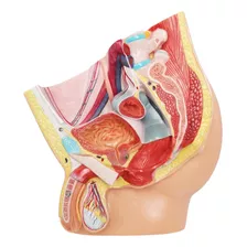 Pelvis Masculina Órganos Aparato Urogenital Modelo Anatómico