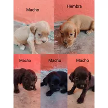 Cachorros Cockers 