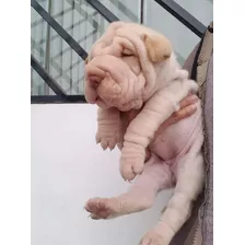 Cachorro Shar Pei Ártico 06