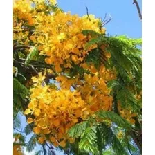 Flamboyant Amarelo Delonix Regia Sementes De Flores P/ Mudas
