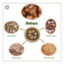 Um Kilo De Amêndoas De Côco Babaçú Pronto Para O Consumo 