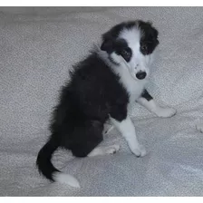 Seña, Border Collie. Disponibles 