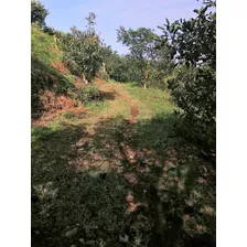 Venta Finca Aguacate Hass - Pacora Caldas