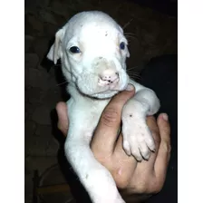 Vendo Cachorros Dogos Argentinos Puros 