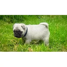 Hermosos Pug Carlino Mini Originales