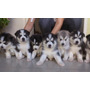 Primera imagen para búsqueda de venta de perros siberianos en lima raza