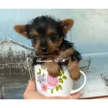 Cachorro Yorkshire Terrier 550 Ùltimo Machito Puro